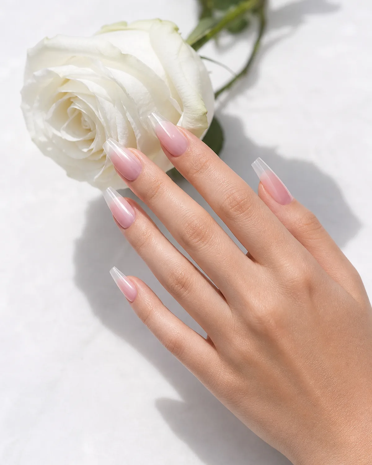 Medium-long coffin acrylic nails in soft pink-to-clear ombré touching white rose petals